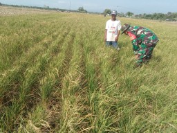 Babinsa Desa Kweden Melaksanakan Pendampingan Kepada Petani Dalam Merawat Tanaman Padi