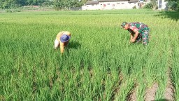Babinsa Koramil 0810/03 Loceret Bantu Petani Cabut Rumput Liar Pengganggu Tanaman Padi