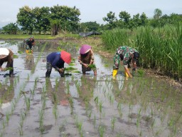Tingkatkan Ketahanan Pangan Babinsa Koramil 0810/19 Jatikalen Bantu Petani Tanam Padi