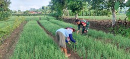 Babinsa Koramil 20 Ngluyu Melaksanakan Pendampingan Guna Mendukung Ketahanan Pangan