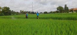 Pastikan Tanaman Tumbuh Subur Babinsa Laksanakan Pendampingan Penyemprotan Hama Padi Bersama Petani