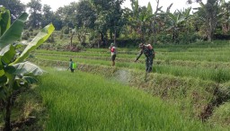Sukseskan Swasembada Pangan Babinsa Koramil 18 Ngetos Lakukan Pendampingan Penyemprotan Tanaman Padi.