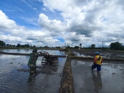 Optimis Babinsa Koramil 0810/02 Bagor Bersama Petani Garap Lahan Persiapan Tanam Padi