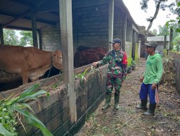 Marak Penyebaran PMK Babinsa Koramil Ngetos Aktif Sosialisasi Pentingnya Vaksin Kepada Peternak Sapi
