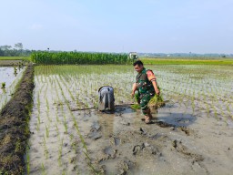 Nyemplung Sawah Babinsa Koramil 0810/13 Lengkong Bantu "TANDUR PARI" Petani