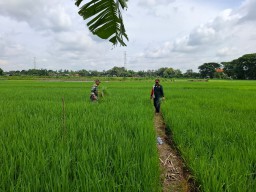 Dukung Program Pertanian Di Wilayah Binaan, Babinsa Bantu Petani Melaksanakan Penyiangan Tanaman Gulma Di Sawah.