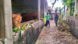 Babinsa Desa Suru Serda Wahyudi Melaksanakan Komsos Menyampaikan Informasi Dari Dinas Peternakan