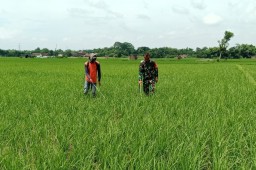 Babinsa Dampingi Petani Kendalikan Hama Dengan Metode Penyemprotan Insektisida