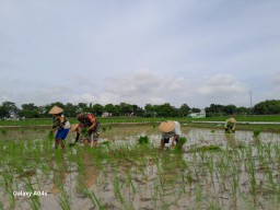 Pendampingan Babinsa Koramil 0810/01 Nganjuk Dibidang Pertanian Dirasakan Manfaatnya Oleh Petani