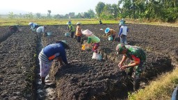 Babinsa Koramil 0810/20 Ngluyu Laksanakan Pendampingan Kepada Kelompok Tani