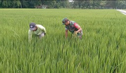 Jaga Kesuburan Tanaman, Babinsa Koramil Loceret Bantu Petani Cabut Rumput Liar Pengganggu Tanaman Padi
