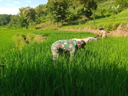 Babinsa Kepel Koramil Ngetos Bantu Petani Cabut Rumput Pengganggu Tanaman Padi