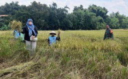 Babinsa Koramil Ngetos Laksanakan Pendampingan Petani Panen Padi Untuk Dijual Ke Bulog