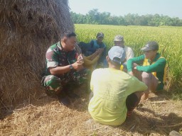 Temui Petani, Babinsa Berikan Motivasi Dan Pendampingan Guna Tingkatkan Hasil Pertanian