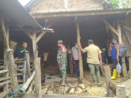 Antisipasi Wabah PMK, Babinsa Dampingi Petugas Kesehatan Hewan Lakukan Pengecekan Hewan Ternak