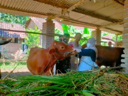 Antisipasi wabah PMK, Babinsa Dampingi Petugas Kesehatan Hewan Periksa Hewan Ternak