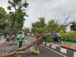 Hujan Deras Disertai Angin Kencang di Nganjuk Akibatksn 3 pohon tumbang Menganggu Akses Jalan