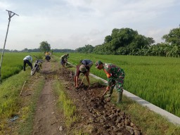 Kerja Bhakti || Babinsa Koramil 0810/15 Rejoso Bersama Petani Perbaiki Jalan Sawah