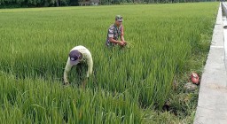 Babinsa Koramil 0810/03 Loceret Bantu Petani Cabut Rumput Liar Pengganggu Tanaman Padi