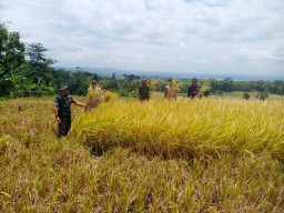 Sukseskan Swasembada Pangan Babinsa Koramil 0810/15 Rejoso Dampingi Petani Panen Padi di Desa Bendoasri