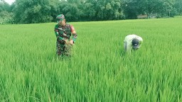 Guna Hasil Panen Melimpah Babinsa Koramil 0810/03 Loceret Cabut Rumput Liar Pengganggu Tanaman Padi