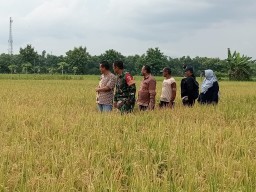 Babinsa Koramil 0810/04 Berbek Bersama BPP Dan Bulog Survei Padi Siapa Panen Di Wilayah