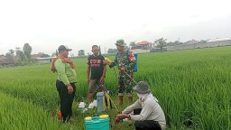 Dukung Program Hanpangan Babinsa Koramil 06 Kertosono Komsos Dengan Petani Guna Meningkatkan Hasil Panen
