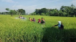 Basmi Hama Wereng, Babinsa 09/Ngronggot Terjun Langsung Bersama Dinas Pertanian Laksanakan Penyemprotan Tanaman Padi