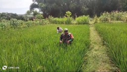 Ringankan Beban Warganya Babinsa Koramil 03 Loceret Bantu Petani Cabut Rumput Liar Pengganggu Tanaman Padi