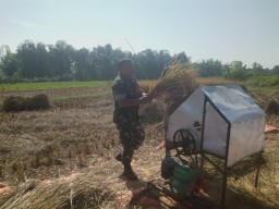 Babinsa Desa Mojo Duwur Bantu Petani Memanen Padi Di Ladang