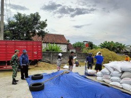 Babinsa Gebangkerep Koramil 0810/08 Baron Pantau Pelaksanaan Penyerapan Gabah Oleh Bulog