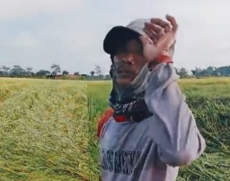 Padi Siap Panen Malah Roboh Diterjang Hujan Disertai Angin Kencang Petani Telan Kerugian