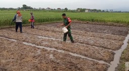 Wujudkan Swasembada Pangan, Babinsa Koramil 0810/04 Berbek Bantu Petani Tebar Bibit Padi