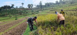 Dukung Ketahanan Pangan Nasional, Babinsa Koramil Ngetos Bantu Petani Panen Padi