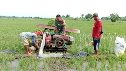 Wujudkan Ketahanan Pangan, Babinsa Bantu Petani Melakukan Pengairan Sawah Metode Pompanisasi