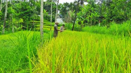 Petani Nganjuk Ragukan Kemampuan Bulog Serap Gabah Sesuai HPP