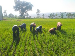Babinsa Terjun Langsung Laksanakan Pendampingan Kepada Petani Dalam Merawat Tanaman Padi
