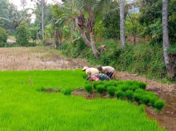 Senang Sekali Petani Desa Bareng Selalu Didampingi Babinsa Setiap Beraktifitas Di Ladang