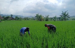Babinsa Koramil 0810/20 Ngluyu Dampingi Petani Merawat Tanaman Padi Tingkatkan Hasil Produksi
