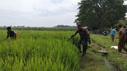 Babinsa Koramil 0810/03 Loceret Bantu Petani Penyemprotan Pestisida Basmi Hama