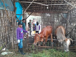 Babinsa Koramil 0810/01 Nganjuk Aktif Mendampingi Giat Vaksin Satgas PMK Kec. Nganjuk