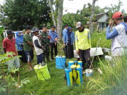 Babinsa Koramil 0810/11 Prambon Bersama Dinas UPTD Prambon Berikan Penyuluhan Dan Penyemprotan Hama Wereng