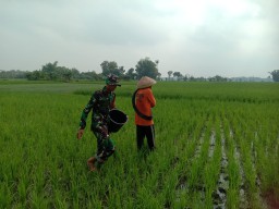 Tumbuh Subur || Babinsa Koramil 13 Lengkong Melaksanakan Pendampingan Pemupukan Tanaman Padi.