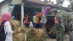 Petani Panen Babinsa Koramil 0810/09 Ngronggot Dampingi Hingga Gabah Tersap Bulog