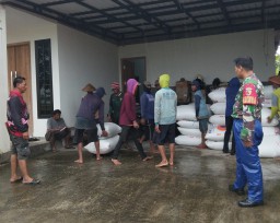 Tak Peduli Hujan Babinsa Desa Sugihwaras Prambon Pastikan Gabah Petani Terserap Bulog