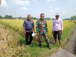 Babinsa Koramil 0810/08 Baron Dampingi Para Petani Pastikan Panen Padi Terserap Oleh Bulog
