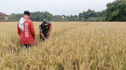 Pantau Perkembangan Tanaman Padi Babinsa Koramil 0810/03 Loceret Turun Ke Sawah