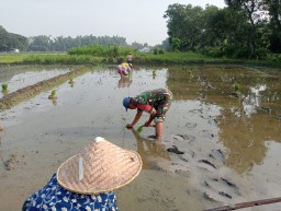 Sukseskan Swasembada Pangan, Babinsa Koramil 13 Lengkong Dampingi Petani Binaan Ikut Tanam Padi.
