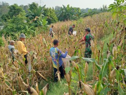 Wujud Kemanunggalan TNI Dengan Rakyat Babinsa Koramil 05 Sawahan Bersama Warga Panen Jagung.