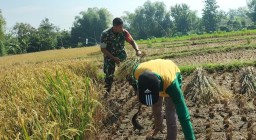Ringankan Beban Warga Binaanya Babinsa Desa Suru Turut Serta Membantu Petani Memanen Padi Secara Tradisional